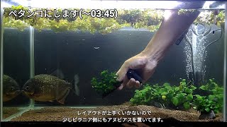 【新】ピラニア水槽  10  ピラニアがいかつくなってきたのでペタンコにします。【おまけ】なんで？