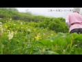 2014 北岳のお花畑　 3193m 登山　 スタビライザー gopro　hero3 lumix gh3 ３軸電動 南アルプス