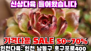 [인천다육]❤️농장왕특가 SALE~ 시세반가격이하 신상다육이 엄청싸게 팔아요 🏡인천 남동구 호구포로400 ☎️ 010-5316-7402