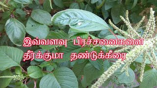 தண்டு கீரை சாப்பிடுவதால் ஏற்படும் நன்மைகள் || Amaranthus tricolor benefits