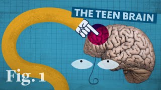 Why the teenage brain has an evolutionary advantage