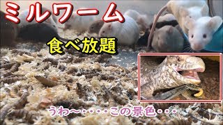 マウスとオオトカゲがミルワーム食べ放題！