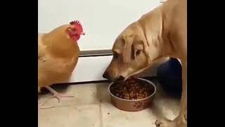 Chicken steals dogs food