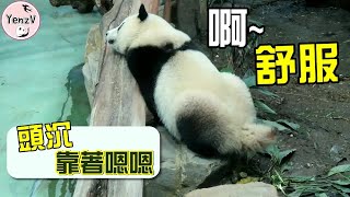 圓寶頭沉靠著斜梯棲下嗯嗯,好習慣依然保持著,真是好寶寶|Giant Panda Yuan Bao keeps the good habit|圆宝