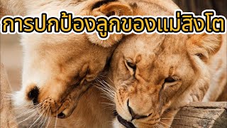 การปกป้องลูกของแม่สิงโต#สารคดี#สารคดีสัตว์โลก