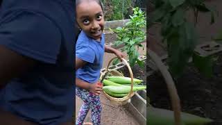 Sponge gourd (Neetibeera) and Snake gourd (Potlakaya) harvest