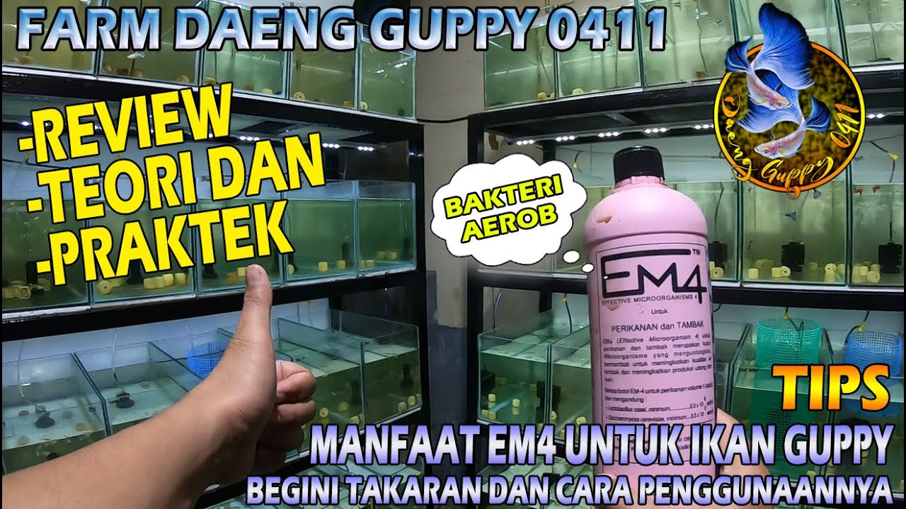 EM4 BAKTERI AEROB BAIK UNTUK BUDIDAYA IKAN GUPPY COCOK UNTUK AQUARIUM ...