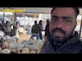 18 january ajmer bakra mandi live update goat market cover with price rajasthan goat market price