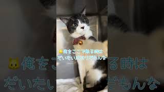 病院だと飼い主（看護師）にも触らせなでひたすら『がおー』の猫【猫のちゅうた】#shorts