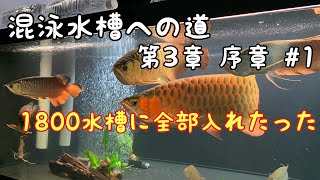 混泳水槽への道　第3章　序章　＃1　1800水槽に全部入れたった