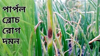 পেঁয়াজের পার্পল ব্লচ দমনে করনিয়। Onion purple blotch disease.