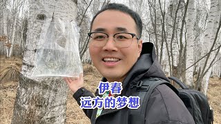 边陲小城伊春，来这里追寻远方的梦想，探寻白桦汁……