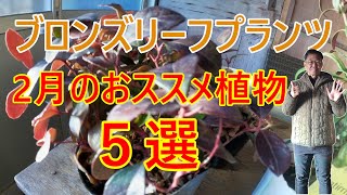 [ガーデニング] プロガーデナーがオススメする冬の寒さに映える！2月におすすめの美しいブロンズリーフ5選