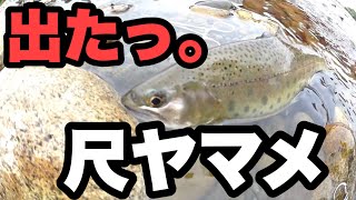 北海道本流の尺ヤマメ！クリアウォーターの下流で川釣りルアーフィッシング！ラパラジョイントで釣り！