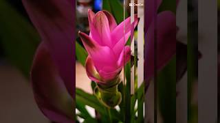 Curcuma Flower  Blooming