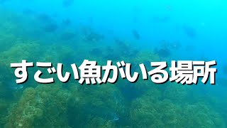 【すごい魚がいる場所】ついに春がきた！？  大阪の釣り場「通称：深日港ベランダ 」春の水中映像  No.330