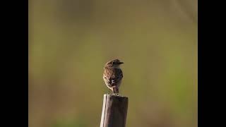 小谷写真クラブ所属A　秋の渡り鳥　ノビタキ（野鶲）2022 10月中旬撮影