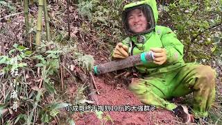 小成哥终于雄起了！终于掏到虎头蜂大强群了#金环虎头蜂 #户外