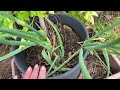 how to grow broccoli * delicious purple sprouting broccoli as garden perennial container gardening