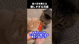 【優しすぎる兄猫！初チュール弟に指導w】#shorts #保護猫 #猫 #スコティッシュフォールド #アフレコ