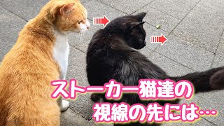 ストーカー猫達の視線の先から現れる者は？ Who appears from the line of sight of the stalker cats?