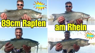 89cm Rapfen der WAHNSINN!!! || 5 Rapfen am Rhein