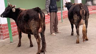 Ду сар Гови бугузи ластчкаи фуруши тл ☎️011 87 95 95 навори тоза🐄🐄21 января 2025 г.