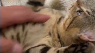 腹見せゴロゴロ猫ちゃん