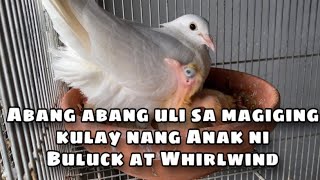 ABANG ABANG ULIT SA MAGIGING KULAY NUNG ANAK NI BULUCK \u0026 WHIRLWIND |Reggie Cruz Loft \u0026 Aviary