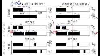 高中基礎生物_植物對環境刺激的反應_光週期性【莫斯利高中自然科教學網】