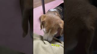 [Beagle] A senior dog who investigates cases!