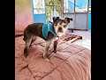 Meet the new dogs at Muttville Senior Dog Rescue, San Francisco