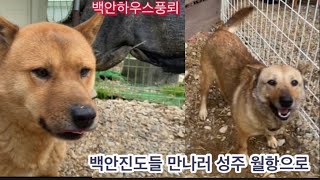 백안진도개를 만나러 성주 월항으로 #백안하우스풍뢰 #진돗개 #풍산개