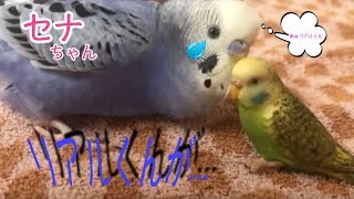 セキセイインコ　セナちゃん　あぁリアルちゃん♡ 離さなぁい