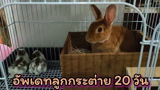 family farm rabbit #อัพเดตพัฒนาการลูกกระต่าย 20 วัน ep.7