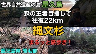 【 縄文杉 】世界自然遺産の屋久島の縄文杉トレッキングをまるッとご紹介します　鹿児島の旅 第2弾　ウィルソン株　大王杉　夫婦杉　三代杉　トロッコ道　※今回はアド街ック天国は関係ありません