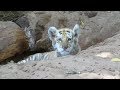 Rare golden tiger cub looks extremely cute!