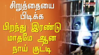 சிறுத்தையை பிடிக்க இரையாக பயன்படுதபட்ட குட்டி நாய்..!