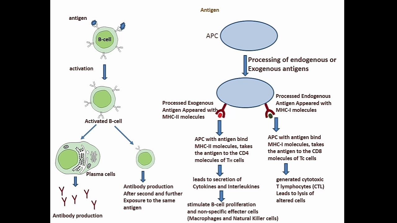 Humoral Vs Cell Mediated Immunity