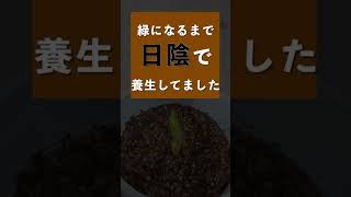 【多肉植物】アガベ　オバティフォリア　フロスティーブルーのホワイトアスパラみたいな子株。こんな感じで植えてます。 #園芸 #アガベ #多肉植物 #子株 #Shorts