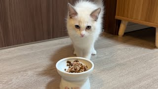 絶対に薬入りのご飯を見抜いてしまう警察犬のような子猫がこちらです