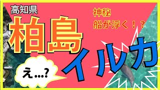 2022..02.28 高知県幡多郡大月町　柏島！！自然がめちゃくちゃ綺麗！！タイミング最高　イルカにまぐろに？　ドローン撮影！！　DJI mavic air2