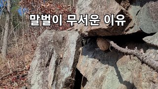 #말벌이있어토종벌받기실패네요#말벌집#토종벌통