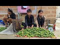 Harvest lemons to sell, save money to buy wood to build house walls - Homeless Boy