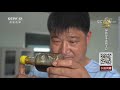 土豆遭遇倒春寒？专家：及时杀菌施肥很重要！ cctv「田间示范秀」20200903