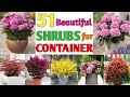 51 Best Shrubs for Container | Beautiful Shrubs for pots and Containers | Plant and Planting