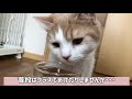 初めて炭酸水を見た猫はどんな反応をするのか・・・？！what if a cat sees soda for the first time