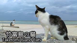 去石垣島一定要去竹富島探貓咪,Taketomi Island Cats,竹富島の貓星人