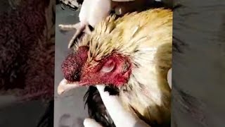 Treatment of Newcastle Disease (ND)/Ranikhet disease in Poultry/chicken.