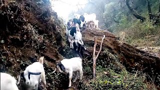 Goats Crossing the extremely difficult path  #Pandavkhani #Galkot #Baglung